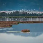 Stagno di Cagliari: Un’Area Umida di Importanza Internazionale tra Natura, Storia e Industria