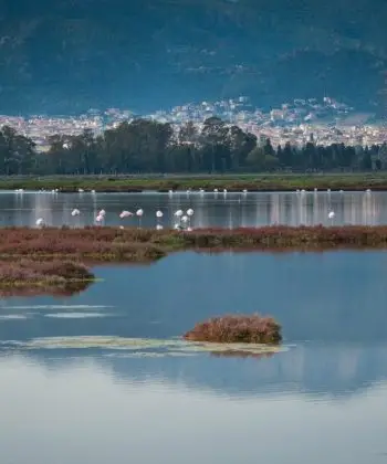 Stagno di Cagliari: Un’Area Umida di Importanza Internazionale tra Natura, Storia e Industria