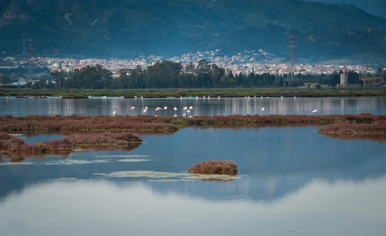 Stagno di Cagliari: Un’Area Umida di Importanza Internazionale tra Natura, Storia e Industria