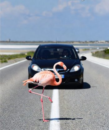 Fenicottero salvato sulla Sulcitana: il gesto a Capoterra