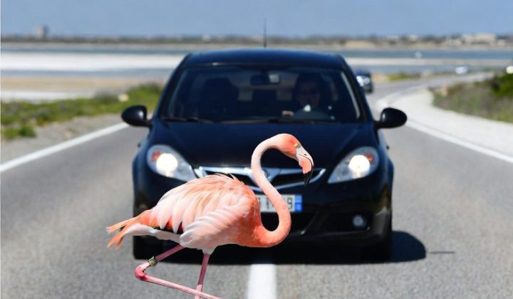 Fenicottero salvato sulla Sulcitana: il gesto a Capoterra